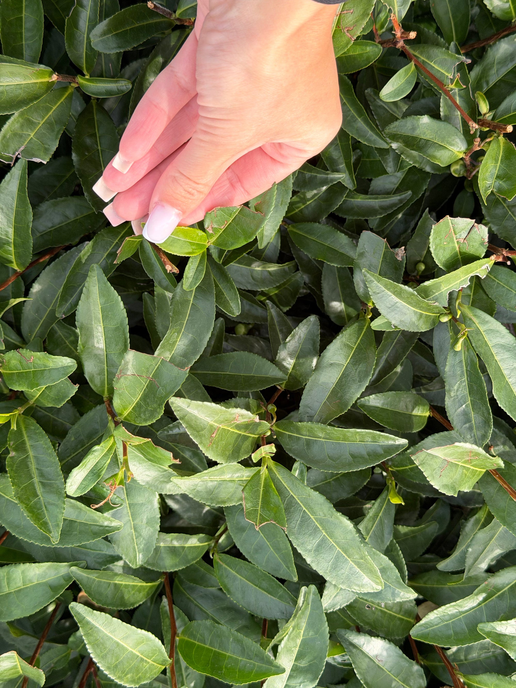 Ako sme videli spracovanie matchy v Japonsku na farme v Yame