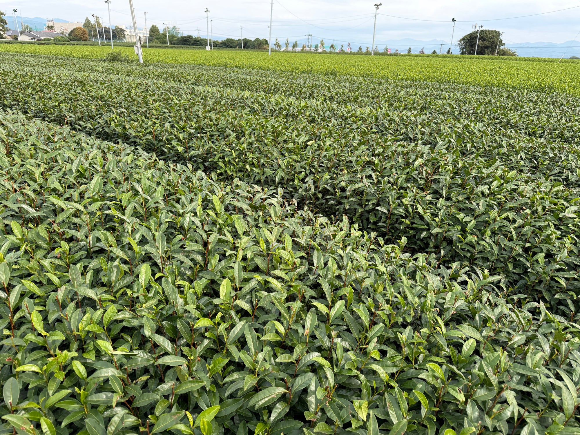 Ako sa vyrába pravá japonská matcha?